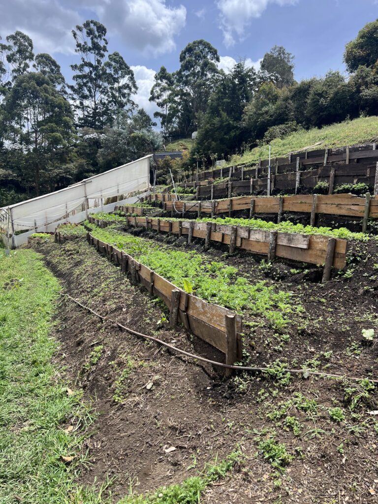 Timber-edged growing beds planted in rows, running up the hillside with eucalyptus behind