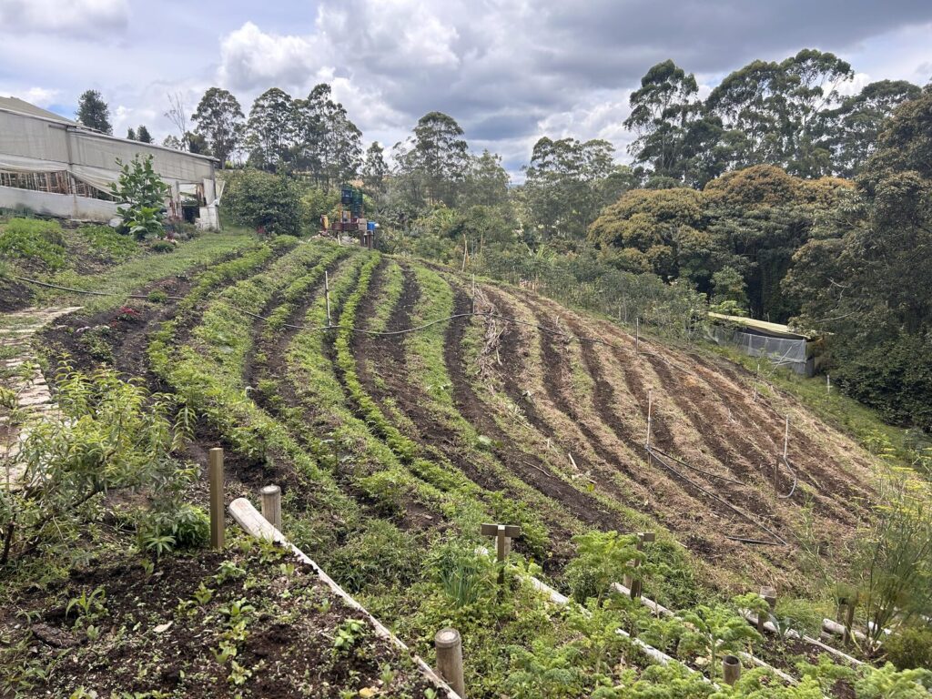 The terraced growing beds cut into the hillside in long curving rows, with the treeline above
