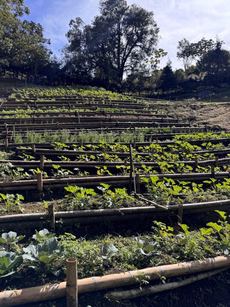 Terraced growing beds edged with timber, planted in rows and running up the hillside toward the treeline