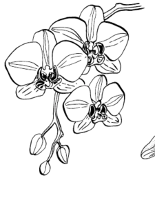 Brand mark: an orchid