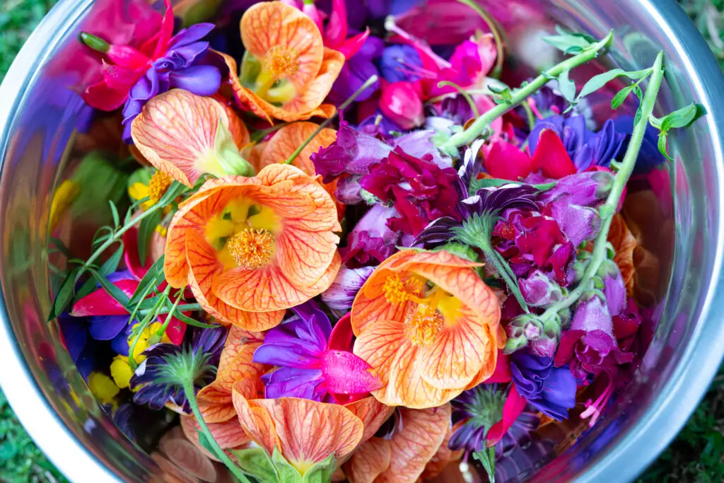 A bowl heaped with orange and magenta edible flowers from the garden